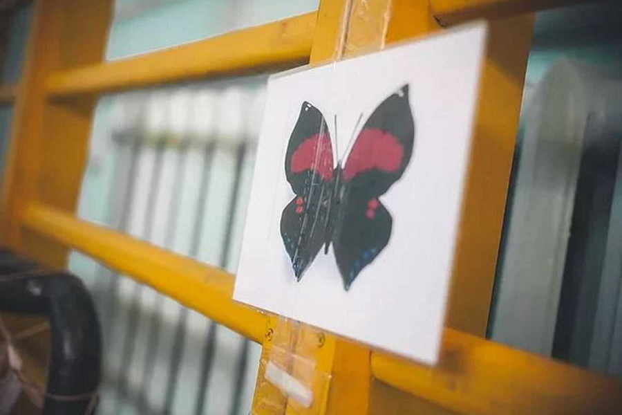 Квест в реальности В мире животных от компании Art Party Kids Квест в реальности В мире животных от компании Art Party Kids